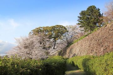 福岡市の舞鶴公園の石垣と満開の桜