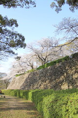 福岡市の舞鶴公園の石垣と満開の桜