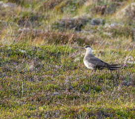 parasitic jaeger bird in the beautiful nature of Iceland