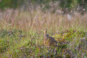 Rock Ptarmigan on island of Hrisey in Iceland