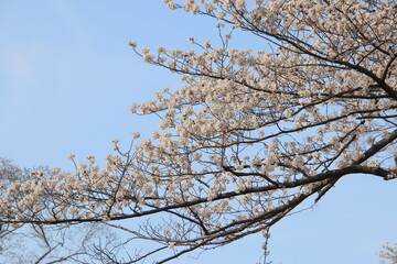 福岡市の舞鶴公園の石垣と満開の桜
