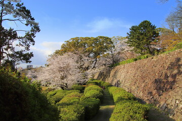 福岡市の舞鶴公園の石垣と満開の桜