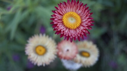 yellow and purple flowers
