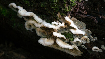 fungus on a rock