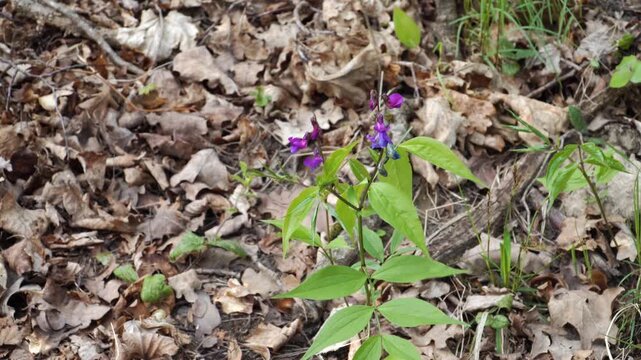 Spring-Vetch (Lathyrus vernus L.) plant emerges in vivid purple bloom, rising through last year&rsquo;s fallen leaves on a forest floor, marking spring&rsquo;s quiet return to wild nature.