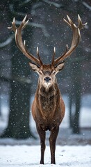 Wildlife Portrait: Male Red Deer Looking Directly at the Camera During Winter