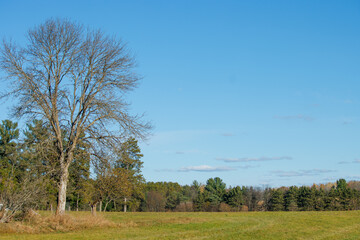 trees in the field