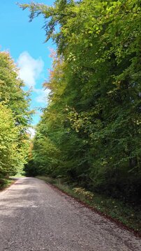 Micheldever Winchester Hampshire England UK. 23.10. 2025. Video. Driving along a tree lined country lane  in rural Hampshire England UK