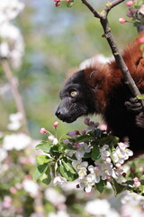 Red ruffed lemur (Varecia rubra)  sitting on blooming tree