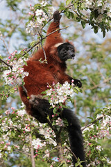 Red ruffed lemur (Varecia rubra)  sitting on blooming tree
