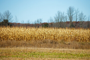 corn field with blue sky background