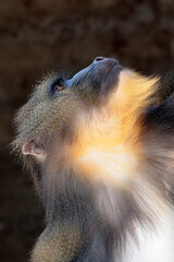 close up mandrill monkey (Mandrillus sphinx)