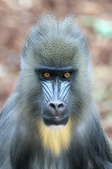 close up mandrill monkey (Mandrillus sphinx)