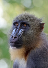 close up mandrill monkey (Mandrillus sphinx)