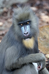 close up mandrill monkey (Mandrillus sphinx)