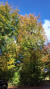 Micheldever Winchester Hampshire England UK. 23.10. 2025. Video. Driving along a tree lined country lane in rural Hampshire England UK