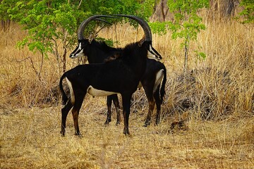Two male black antelopes with large curved horns and black fur roam through Chobe National Park in Botswana. Hippotragus niger.  © Thomas