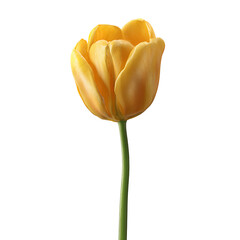 Yellow tulip flower isolated on transparent background &ndash; single spring bloom