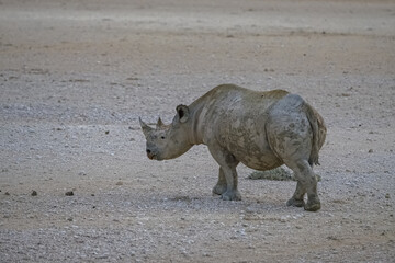 Fototapeta premium A black rhinoceros, Diceros bicornis, in the bush in Namibia, wild animal 