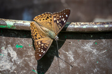 A hackberry emperor butterfly with brown wings patterned in orange, white, and black spots rests on a worn metal surface.