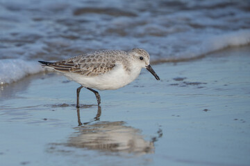 Sandpiper  running on Beach in Cape May, New Jersey