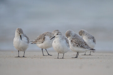 Group of Sandpipers  Standing on Beach, Cape May, New Jersey