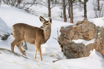 Winter Deer