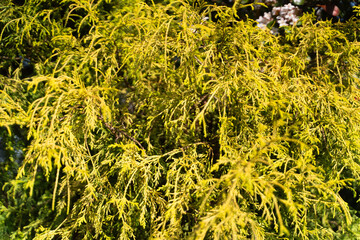 Conifer branches shining in spring sunlight①
