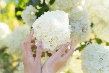 Hands gently holding white flowers in spring light④