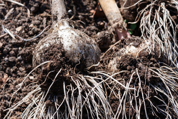 Large bulbs of raw white garlic are harvested from rich brown soil. The bulbs are drying in the sun with thin roots at the end of each bulb. The outer thin skin layers are dried and covered in soil. 