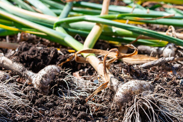 Large bulbs of raw garlic in a vegetable box. The bulbs are drying after being harvested with their long thin roots at the end of the vegetable. The outer thin papery skin layers are drying in the sun