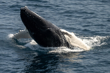 Fototapeta premium A large humpback whale surfaces from the cold blue Atlantic Ocean to feed on a mouthful of herring fish and capelin. Water is spraying from its closed mouth with bits of small fishing debris.