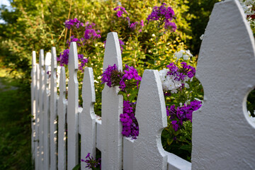 A white wooden picket fence with lush green shrubs, trees, and foliage. The long line of fencing protects a yard with delicate purple flowers. The tops of the palings have points and sides have curves