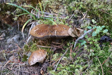Gros plan d’un champignon sauvage dans une forêt du Valais, Suisse