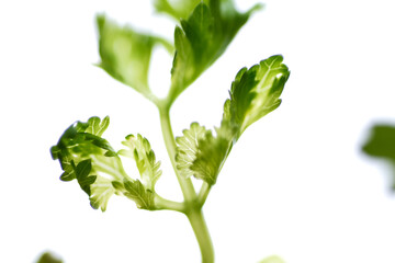Macro shot of cilantro. Coriander may lower blood sugar, fight infections and promote heart, brain, skin and digestive health
