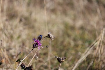 Papillon bleu posé sur une fleur violette dans une prairie alpine, Crans-Montana, Suisse