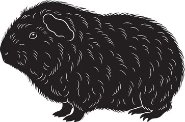Charming black guinea pig portrait cute fluffy rodent pet animal sitting naturally isolated graphic