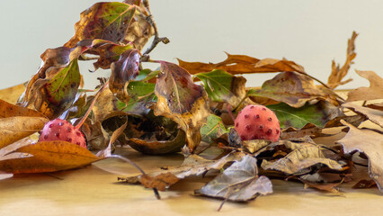 autumn leaves on the ground