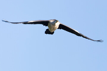 Australasian Darter (Anhinga novaehollandiae) flying, Jerrabomberra Wetlands, ACT, October 2025