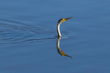 Australasian Darter (Anhinga novaehollandiae), Jerrabomberra Wetlands, ACT, October 2025