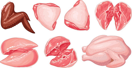 Raw chicken cuts illustration, poultry meat types, drumsticks, thighs, breasts, whole chicken, food anatomy, cooking ingredient, vector graphic