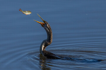 Australasian Darter (Anhinga novaehollandiae) eating a perch, Jerrabomberra Wetlands, ACT, October 2025