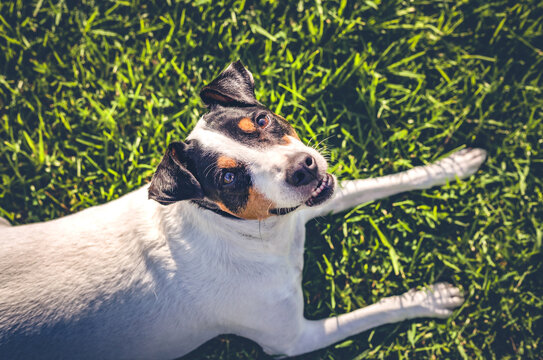 ratonero bodeguero andaluz dog lying on green grass looking up