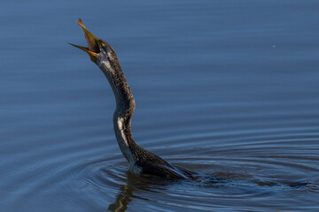 Australasian Darter (Anhinga novaehollandiae) eating a perch, Jerrabomberra Wetlands, ACT, October 2025