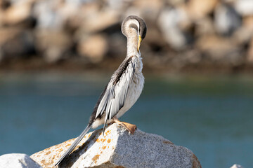 Australasian Darter (Anhinga novaehollandiae) female, Narooma, NSW, August 2025