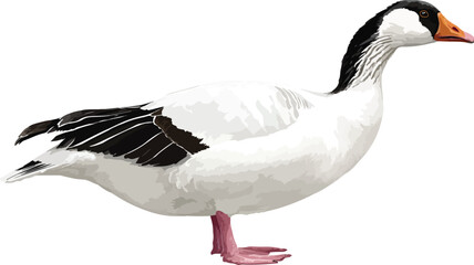 Goose with White Body and Black Tail Vector Outline