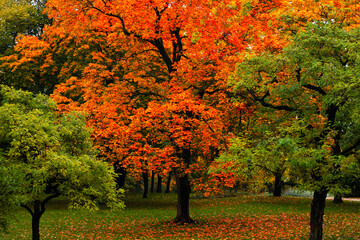 Colorful autumn trees with vibrant orange and green leaves in a serene park setting. The ground is covered with fallen leaves.