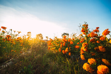 Mexican landscape at autumn sunset with marigold flowers, with trees in the background and a sky with golden colors
