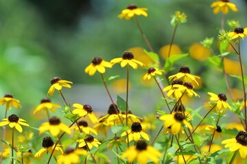 field of yellow flowers