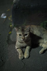 A stray tabby cat lies on a dark urban street at night, looking directly at the camera with a wary, serious expression. Moody, low-light street scene.